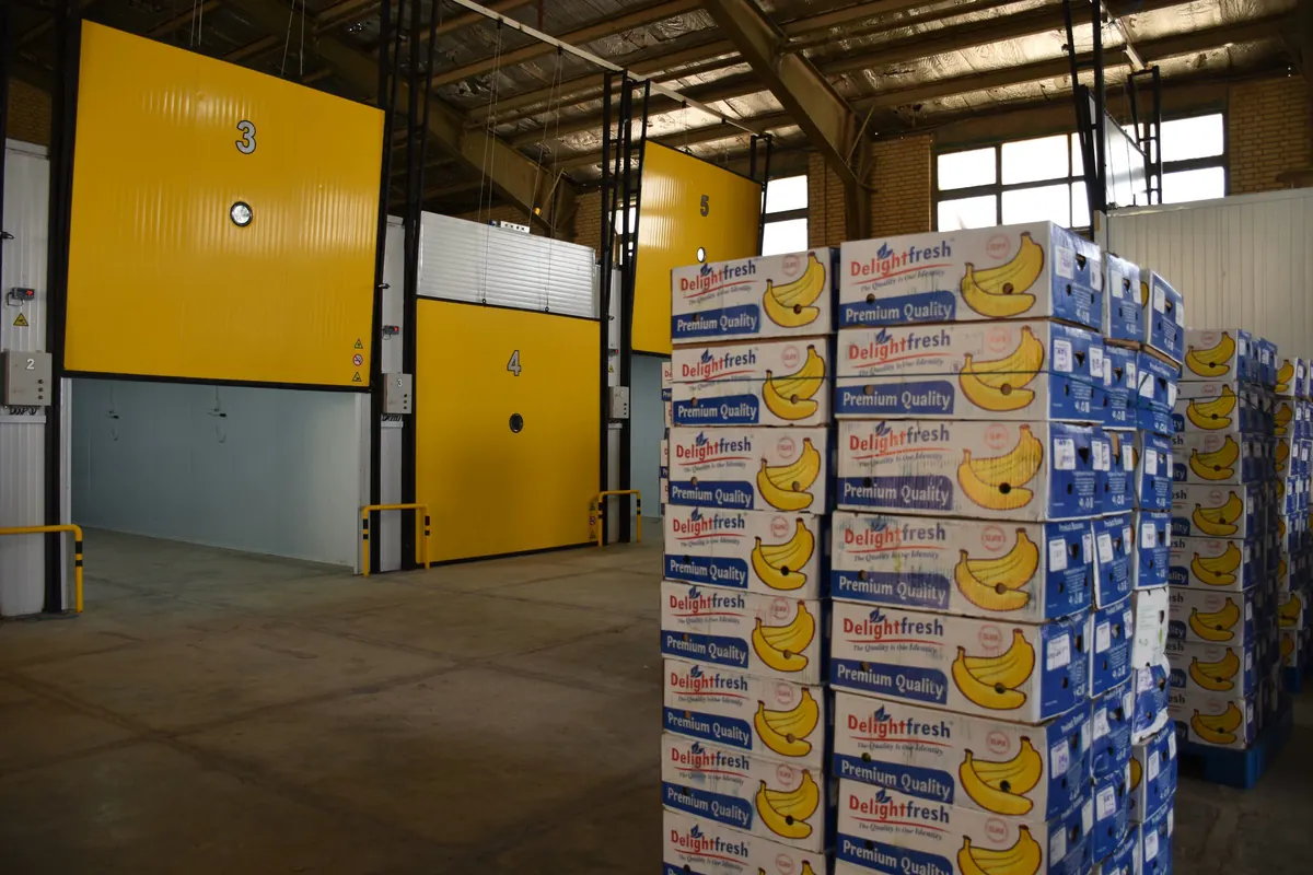 Portas amarelas de câmaras frigoríficas numeradas em armazém, com pilhas de caixas de banana paletizadas em primeiro plano